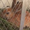 Rabbit Value Addition in Agri-business
