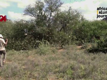 Locust Invasion in Kenya
